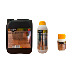 Anarkia81 Bloom-Explosion